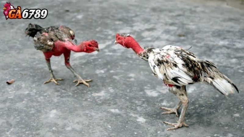 Cập Nhật Kết Quả Các Trận Đấu Đá gà Campuchia