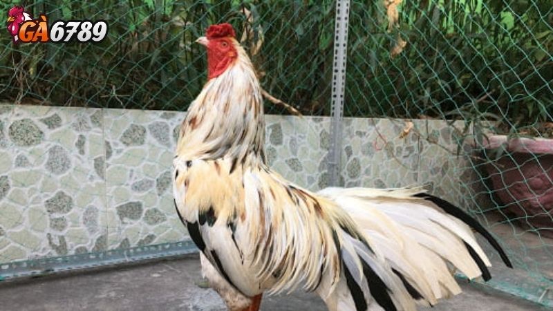 Kinh nghiệm chơi đá gà online Đá gà online