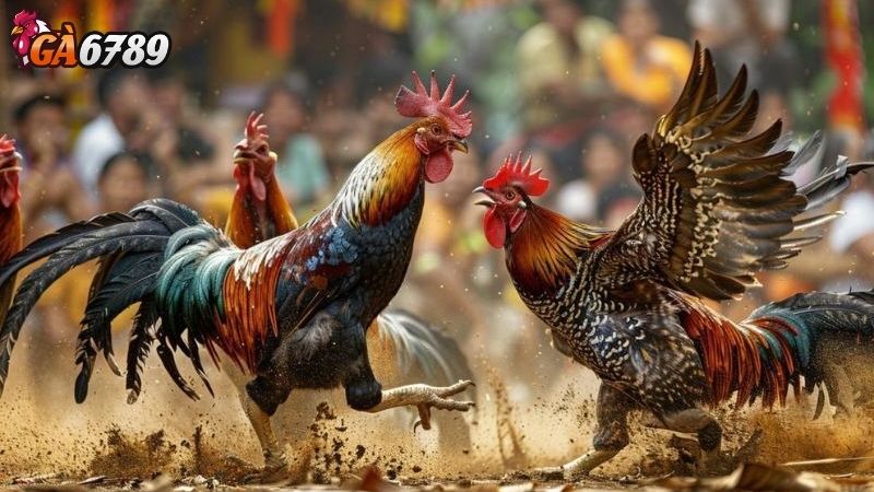 Các Phương Pháp Kiểm Tra Gà Đá Cách chọn gà đá: Hướng dẫn nhận biết gà có tiềm năng thắng