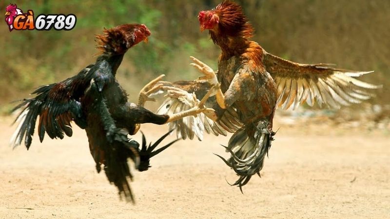 Tham Gia Cộng Đồng Đá Gà Sẽ Mang Lại Nhiều Lợi Ích Cộng đồng đá gà