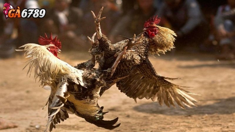 Ảnh Hưởng Của Thị Trường Cá Cược Đá Gà Đến Kinh Tế Và Xã Hội Indonesia Đá gà Indonesia