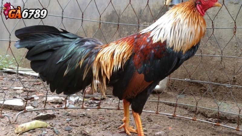 Lịch Sử Và Văn Hóa Đá Gà Ở Indonesia Đá gà Indonesia
