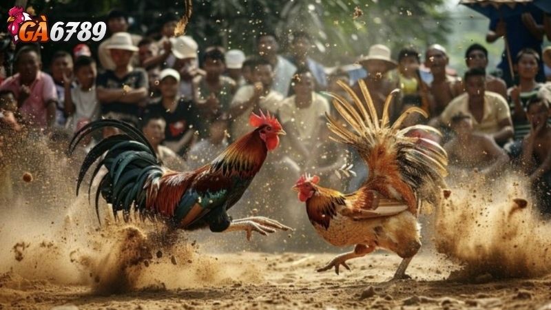 Lịch Sử Và Văn Hóa Đá Gà Malaysia Đá gà Malaysia