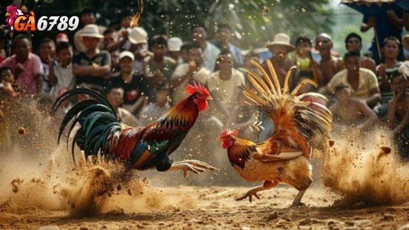 Kinh Nghiệm Đặt Cược Hiệu Quả Khi Tham Gia Đá Gà Thomo đá gà Thomo