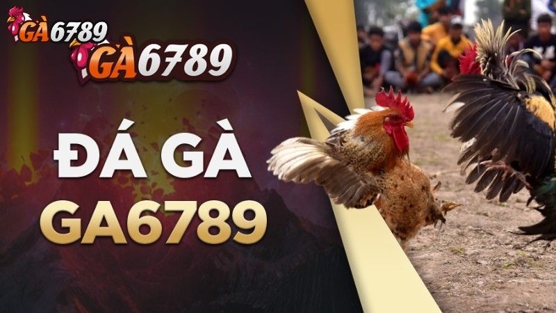 Những Lợi Ích Không Thể Phủ Nhận Khi Tham Gia Diễn Đàn Đá Gà Diễn đàn đá gà