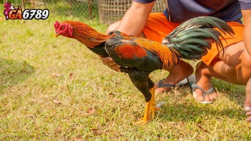 kỹ thuật đá gà hiệu quả kỹ thuật đá gà hiệu quả