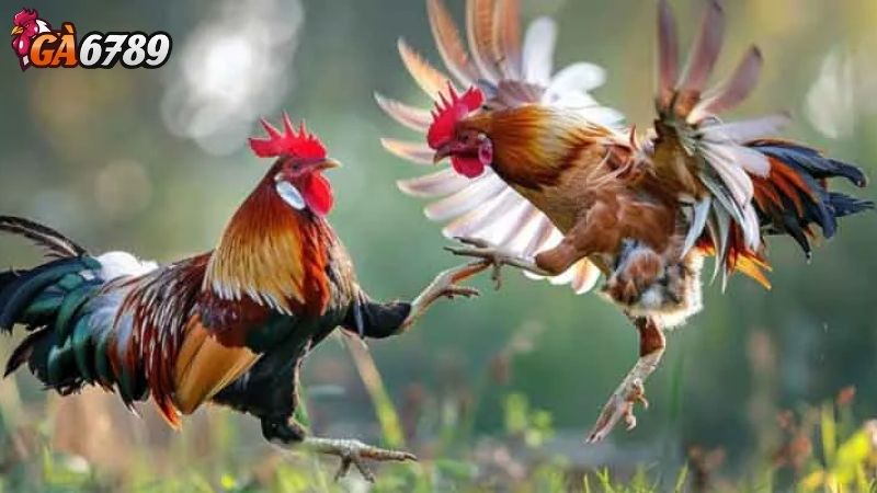 Những yếu tố khác sẽ ảnh hưởng đến kết quả kỹ thuật đá gà hiệu quả