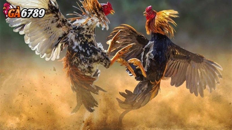 Giới Thiệu Về Tầm Quan Trọng Của Nhận Định Đá Gà Nhận định đá gà