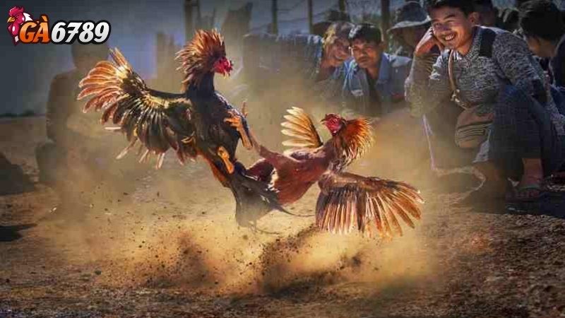 Mẹo Cá Cược Đá Gà Hiệu Quả: Áp Dụng Quy Tắc Đá Gà Để Tối Ưu Hóa Lợi Nhuận quy tắc đá gà