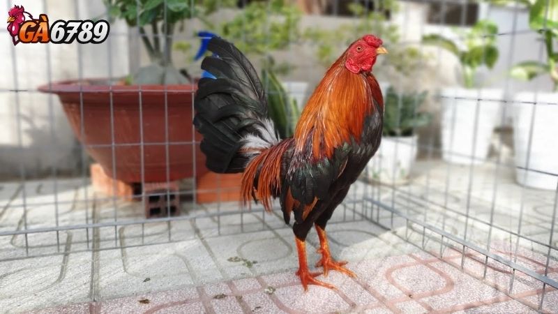 Các Yếu Tố Cần Phân Tích Khi Soi Kèo Đá Gà soi kèo đá gà