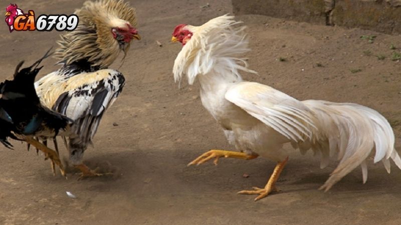 Phương Pháp Soi Kèo Hiệu Quả soi kèo đá gà